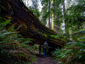 Redwood Forest National Park