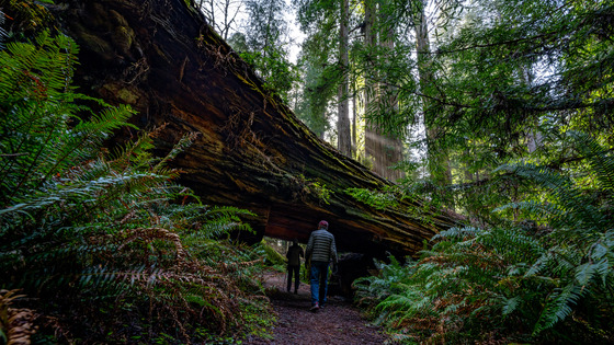 Redwood Forest National Park