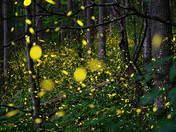 Great Smoky Mountains National Park