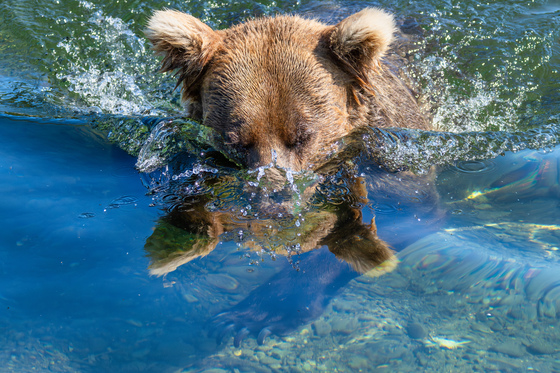 Katmai National Park and Preserve