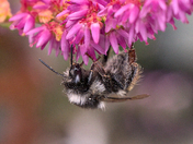 Heather And A Bee