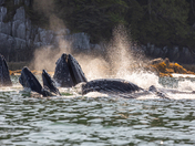 Sunrise with the Humpback Whales 