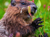 Mount Rainier National Park 