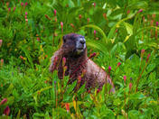 Mount Rainier National Park