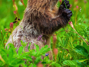 Mount Rainier National Park