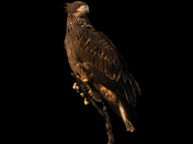 Young Bald Eagle 