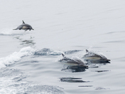 Channel Islands National Park 