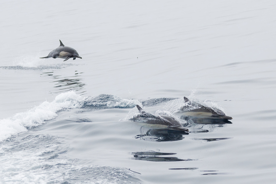 Channel Islands National Park 