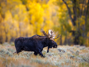 Grand Teton National Park 