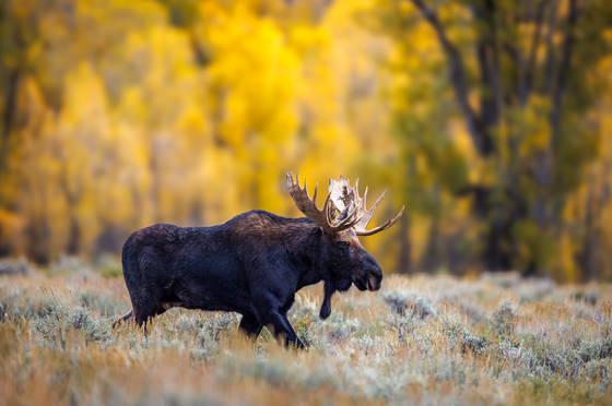 Grand Teton National Park 