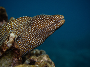 Pu'uhonua O Honaunau National Historical Park