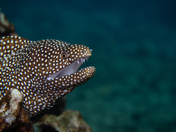 Pu'uhonua O Honaunau National Historical Park