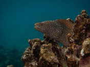 Pu'uhonua O Honaunau National Historical Park