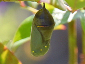Monarch chrysalis