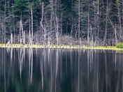 Forest reflections 