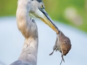 Blue heron