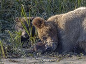 Exhausted Grizzly Bear Mom
