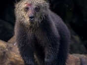 Grizzly Bear with the Spoils of the Salmon Run on his Face