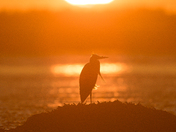 Blue Heron Sunset