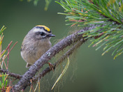 Golden-crowned Kinglet