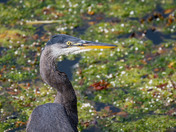 Great Blue Heron profile
