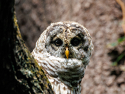 C&O Canal National Historical Park -- Violette's Lock (Lock 23)