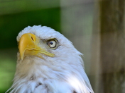 Angry Eagle