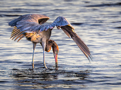 Merritt Island National Wildlife Refuge