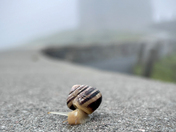 Snail on Signal Hill