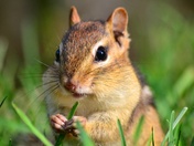 Chipmunk 
