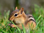 Chipmunk 