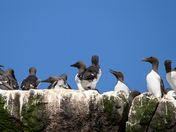 Murre Murre