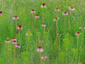 Tall Grass Prairie National Preserve