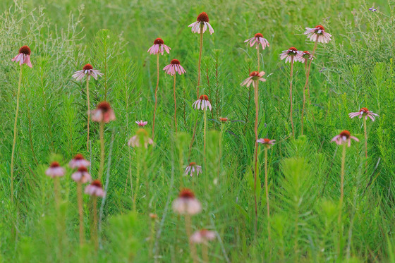 Tall Grass Prairie National Preserve