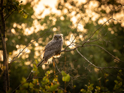 Owl at sunset