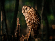 Barred Owl