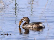 Loess Bluffs National Wildlife Refuge
