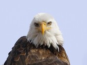 Loess Bluffs National Wildlife Refuge