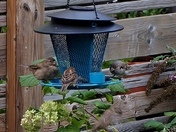 New Bird Feeder