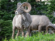 Glacier National Park 