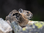 Glacier National Park 