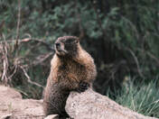Gunnison National Forest