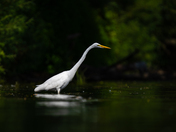 Great egret