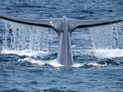 Channel Islands National Park