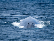 Channel Islands National Park