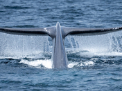 Channel Islands National Park