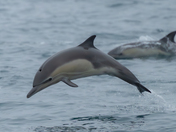 Channel Islands National Park