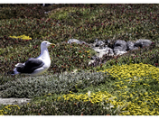 Channel Islands National Park