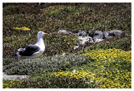 Channel Islands National Park