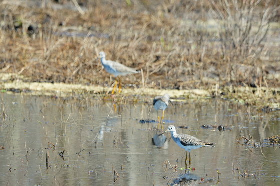 Pungo Unit